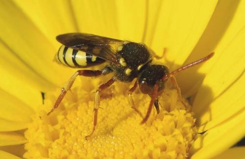 Réf. 226 500 : Nomada sp.
